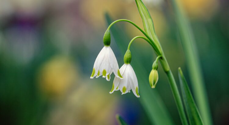 a spring snowdrop